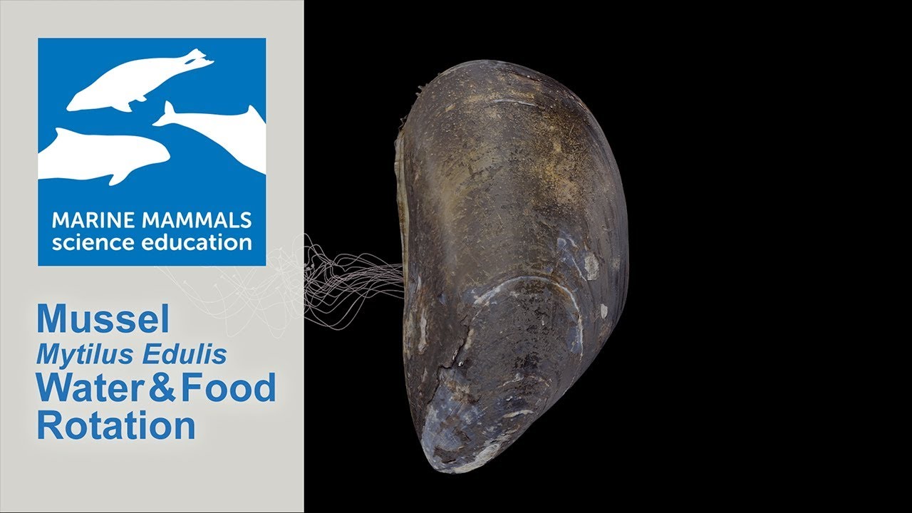 3D Mussel (Mytilus Edulis) Water and Food Rotation