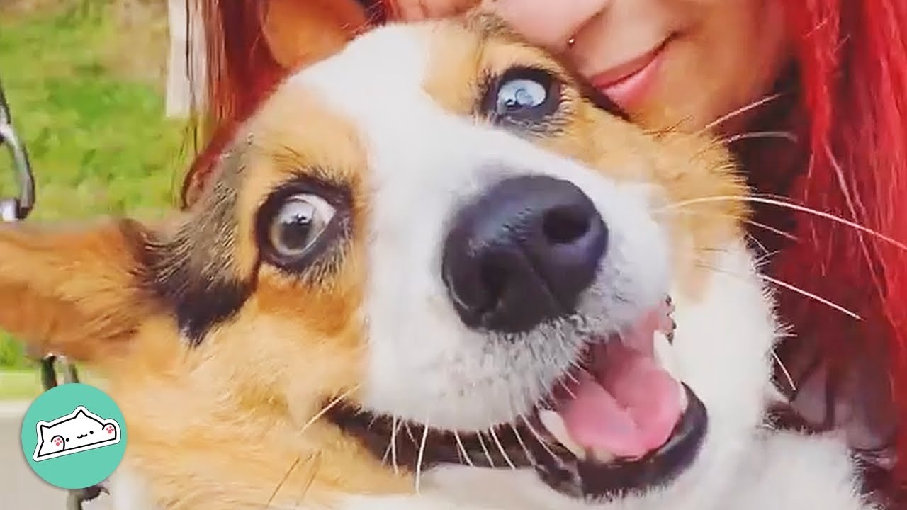 Adorable Corgi Follows Woman Everywhere and Gets Pets From Strangers | Cuddle Buddies