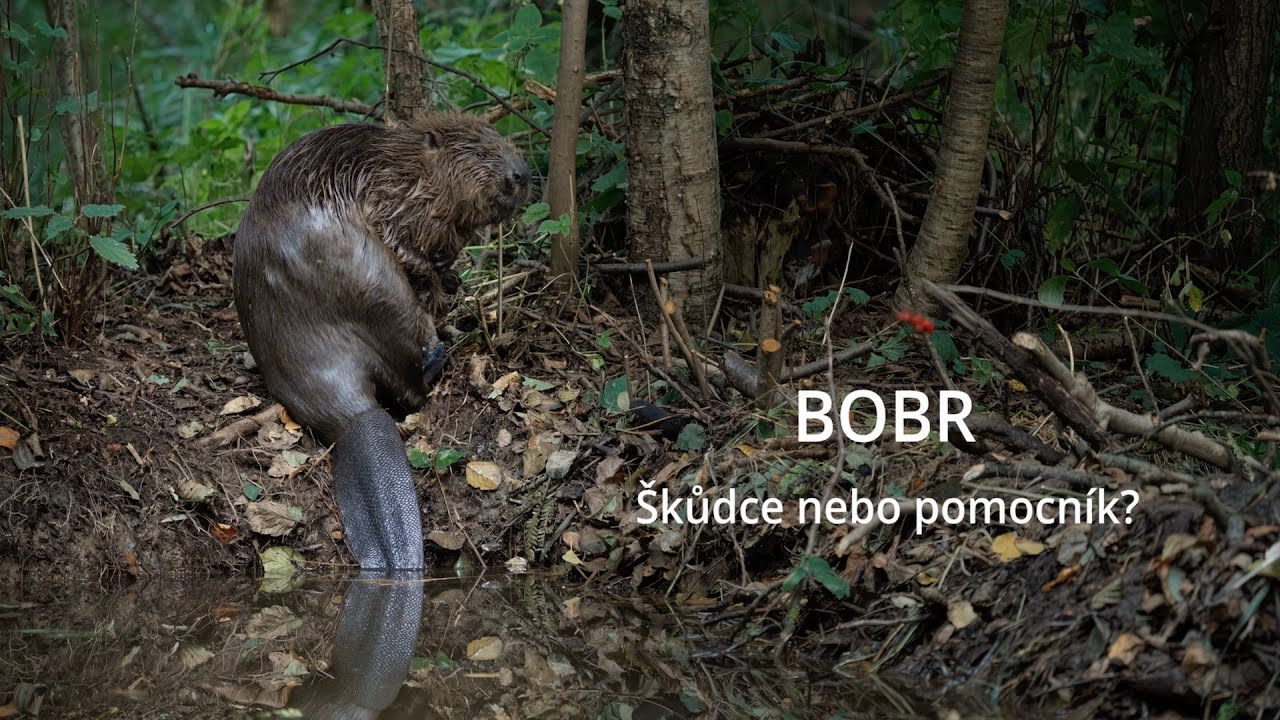 Bobr - škůdce nebo pomocník