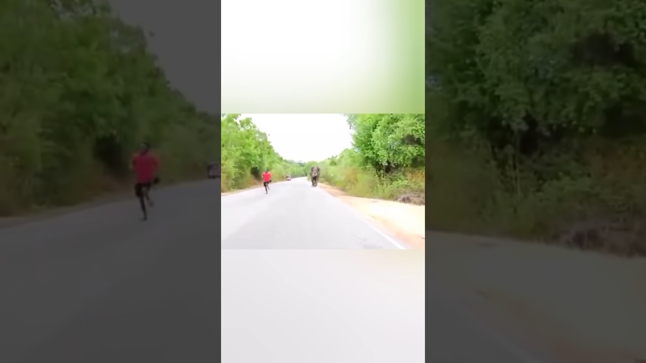 Wild elephant attack #srilankaelephants #elephantvideo #elephantattacks