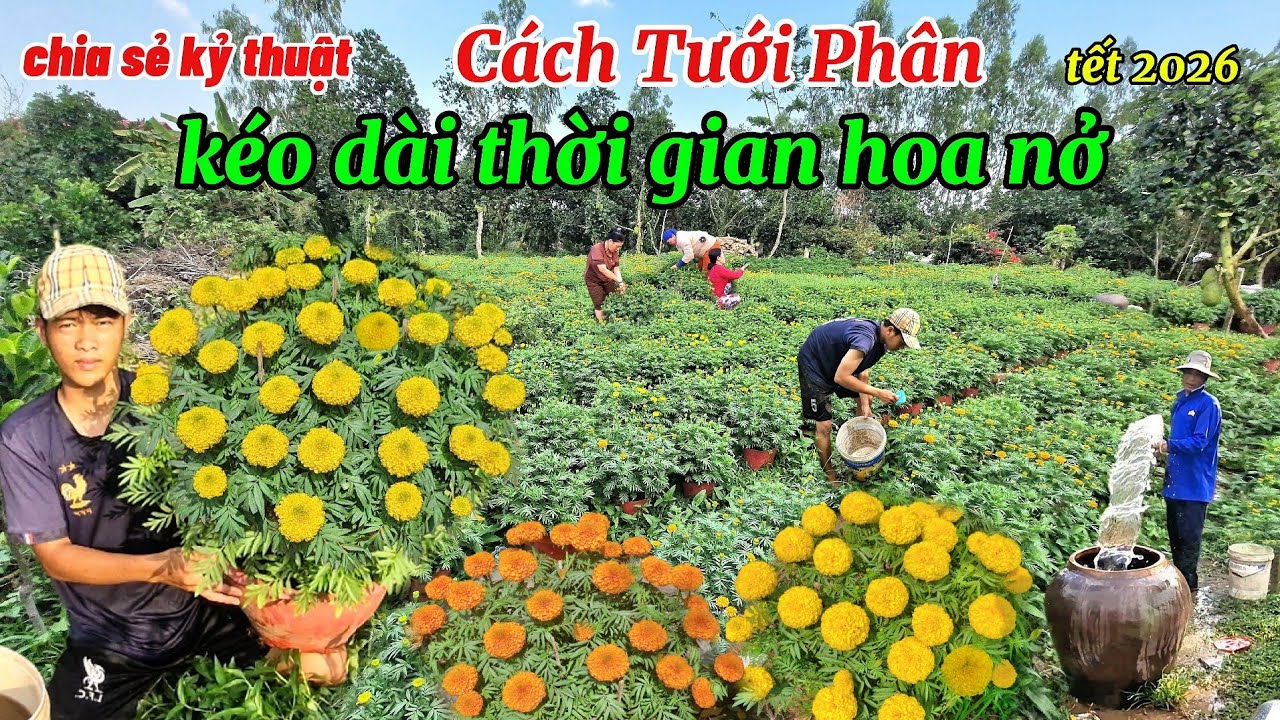 Hướng dẫn kỷ thuật tưới phân kéo dài thời gian hoa thọ nở và thuốc ngừa vi khuẩn héo xanh hiệu quả