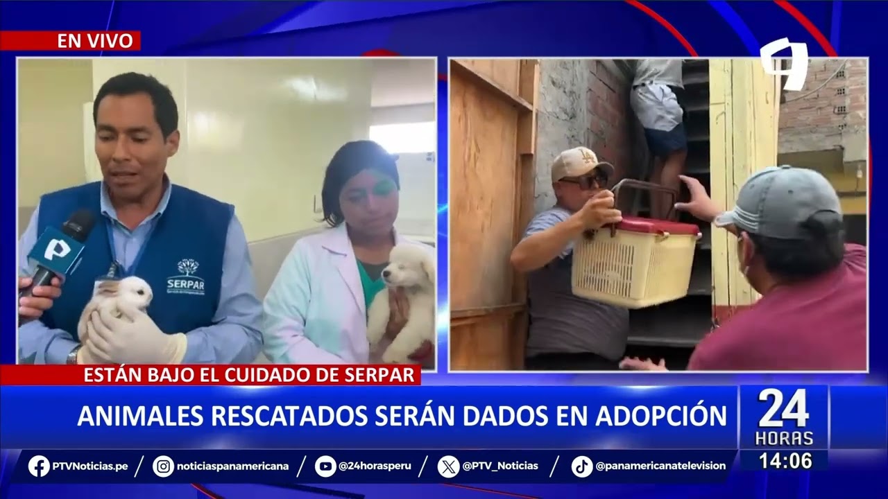 Perritos, gatitos y conejitos rescatados en el Centro de Lima serán dados en adopción