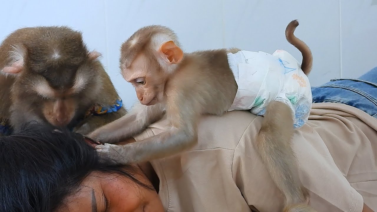 Baby Luka Learn To Grooming Grandma With Mommy Luna