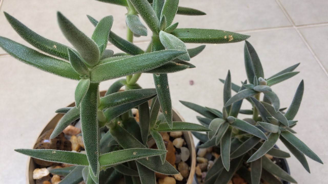 CRASSULA TENELLI