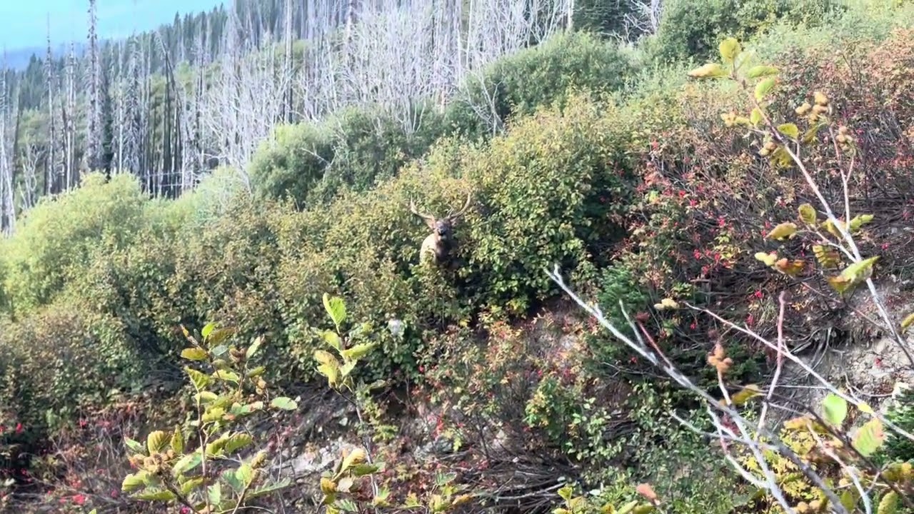 2025 Elk season 