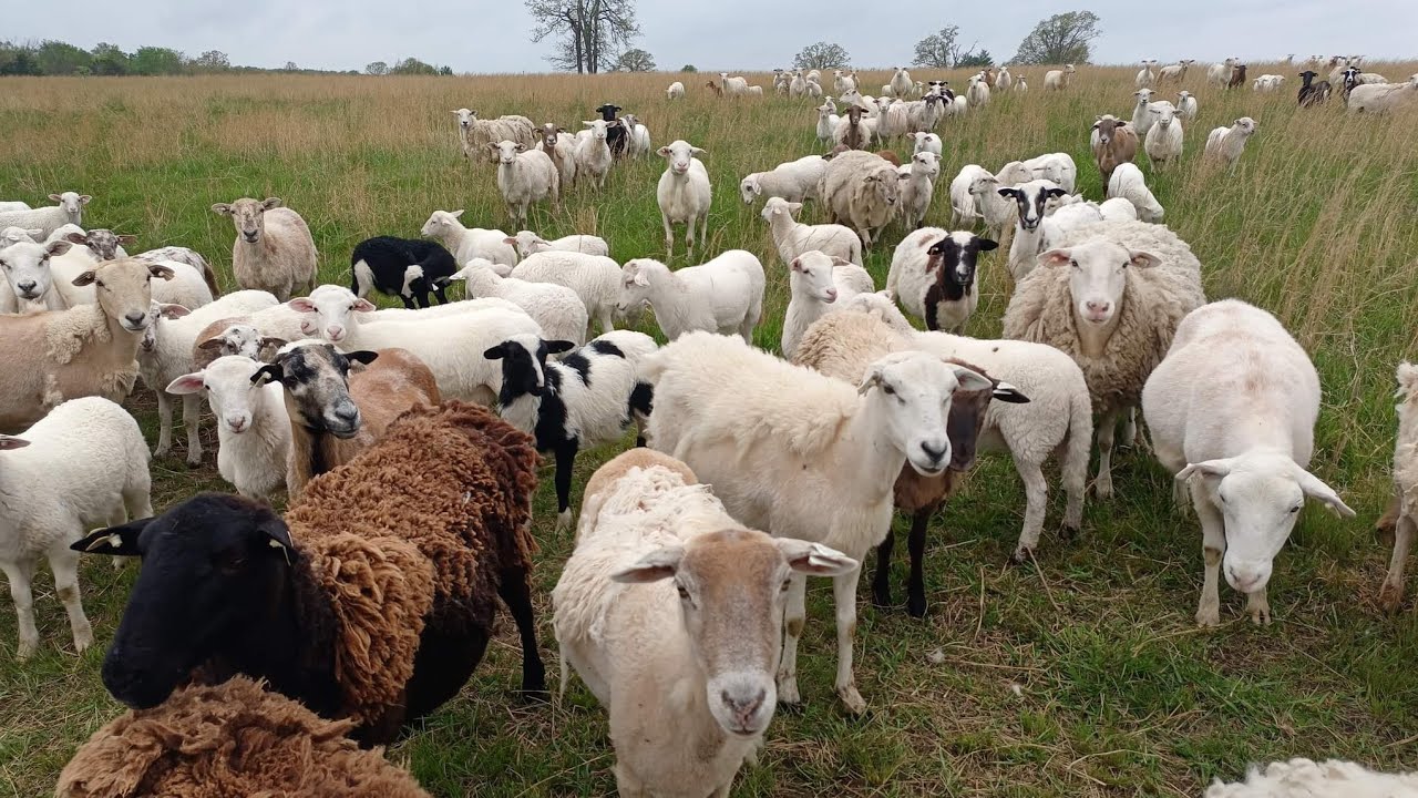 What's in your lambing kit?