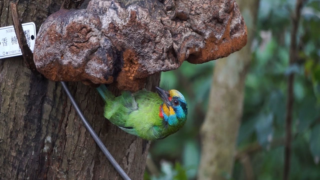 Wildlife Photography of Taiwan's Endemic Birds!