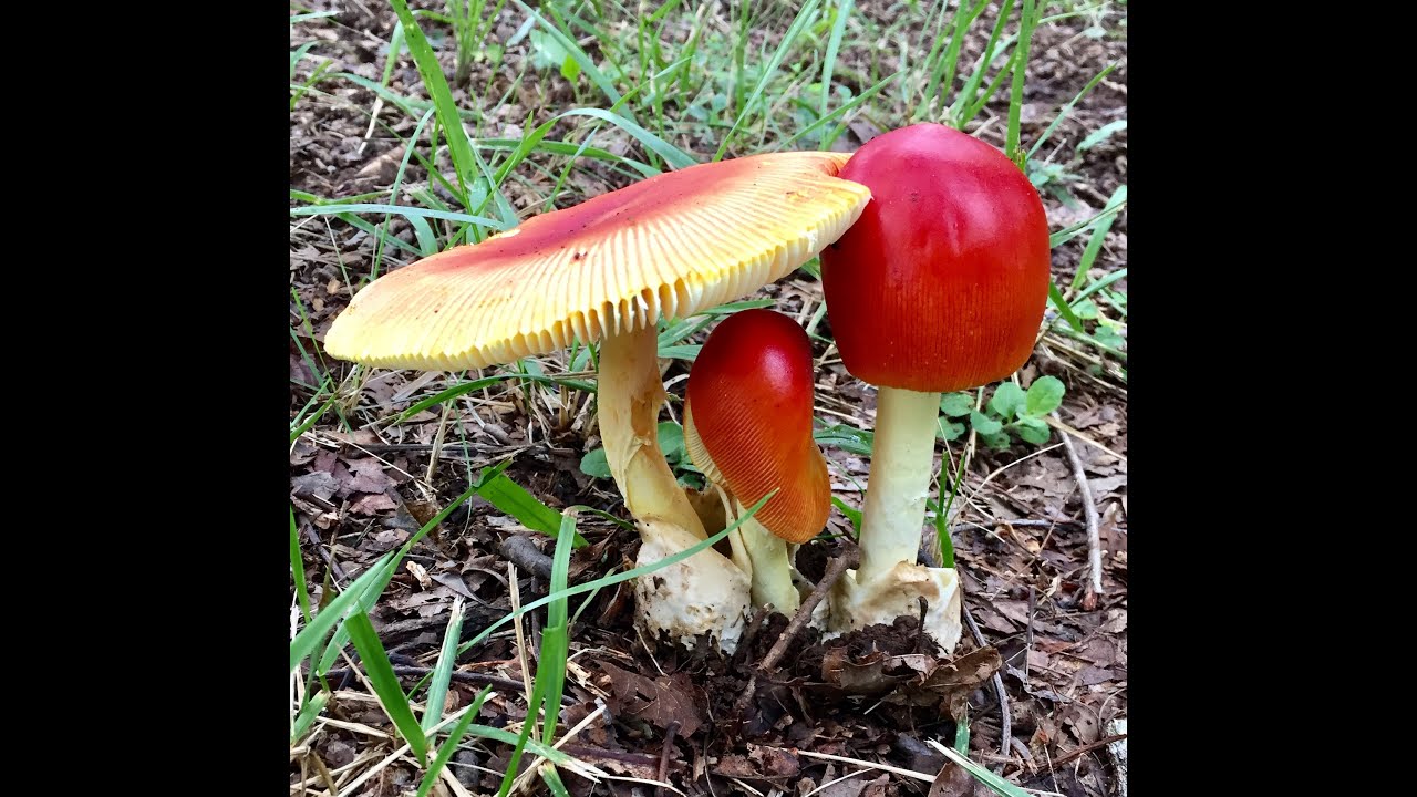 Thunder Storm Fungi