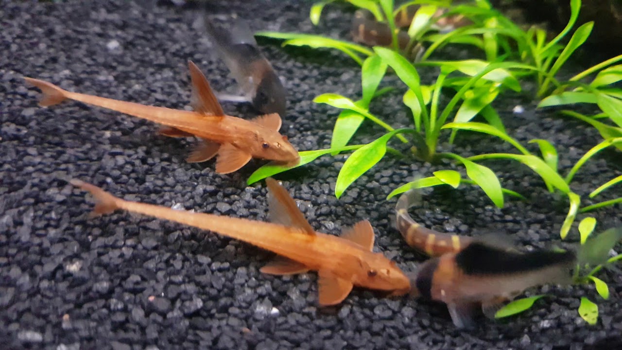 L 010a Rineloricaria sp. Red lizard catfish Whiptail pleco - january 2020