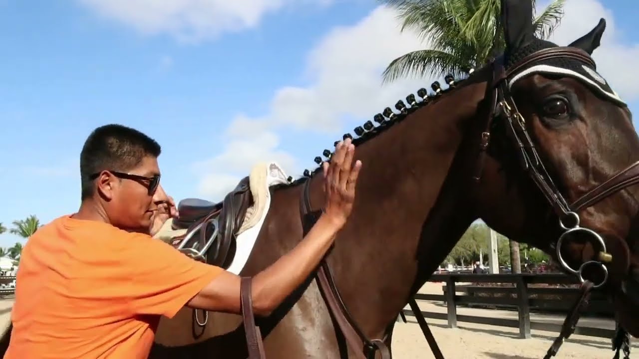 ShowAssist - Hire Show Grooms on demand at horse shows!