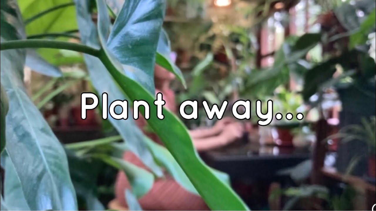 How I propagate Philodendron Painted Lady; Brandtianum; Cordatum; Heartleaf; Brasil; + garden tools