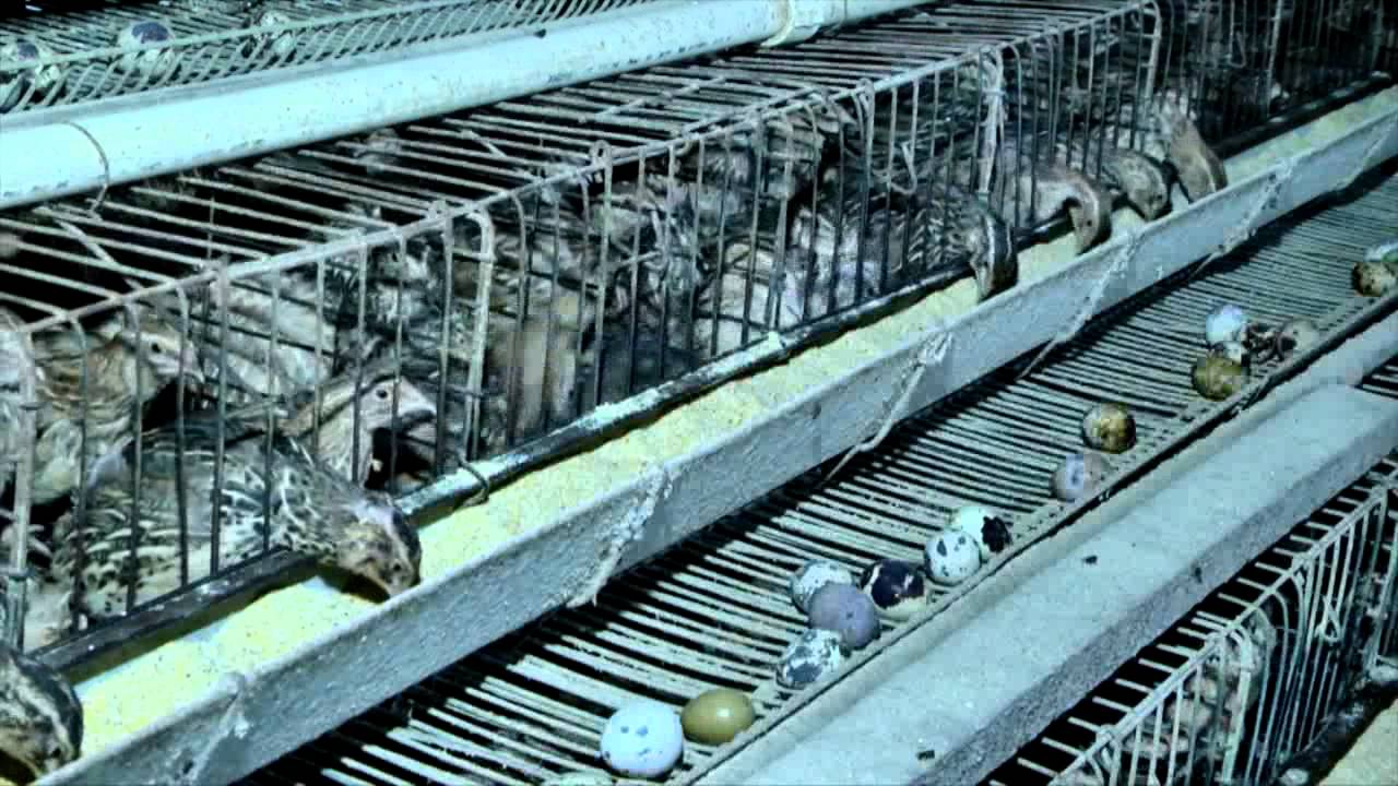 Amazônia Rural | Produção de Pintos de um dia