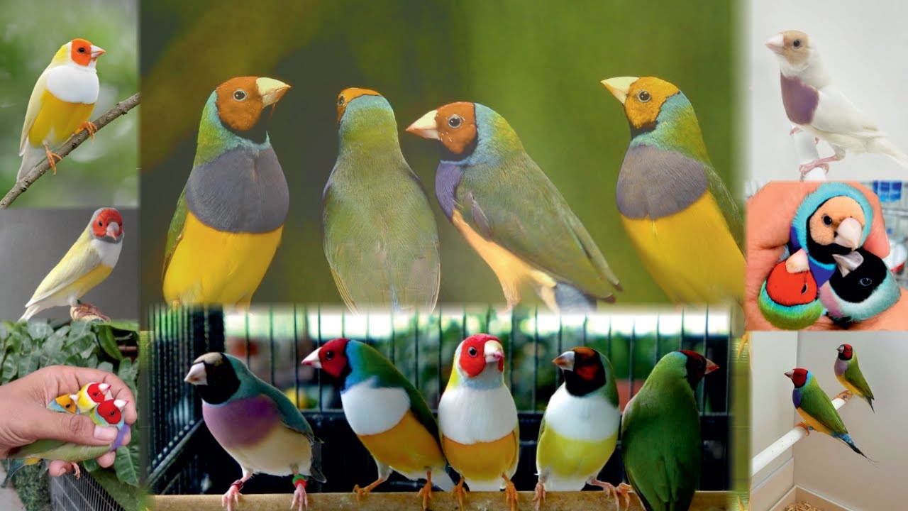 Gouldian Finch Breeding Tips 🤞