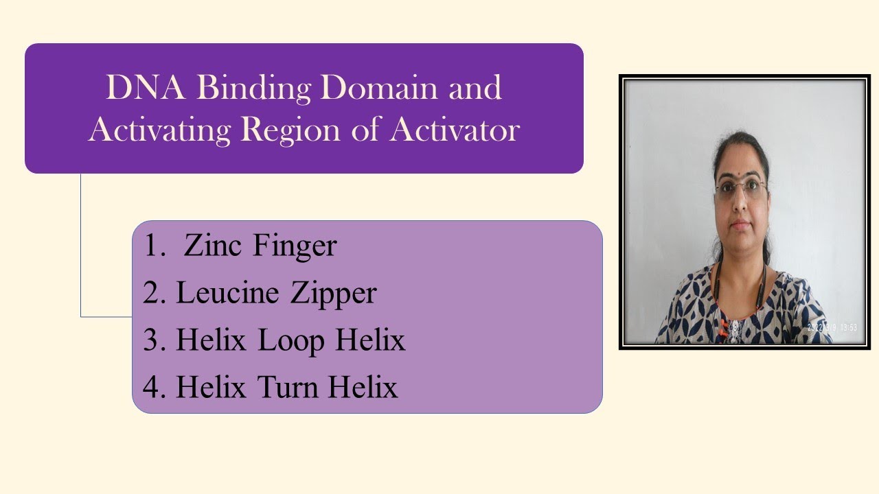 DNA Binding Domain, Activating Region: Zinc Finger,Leucine Zipper,Helix Loop Helix,Helix Turn Helix