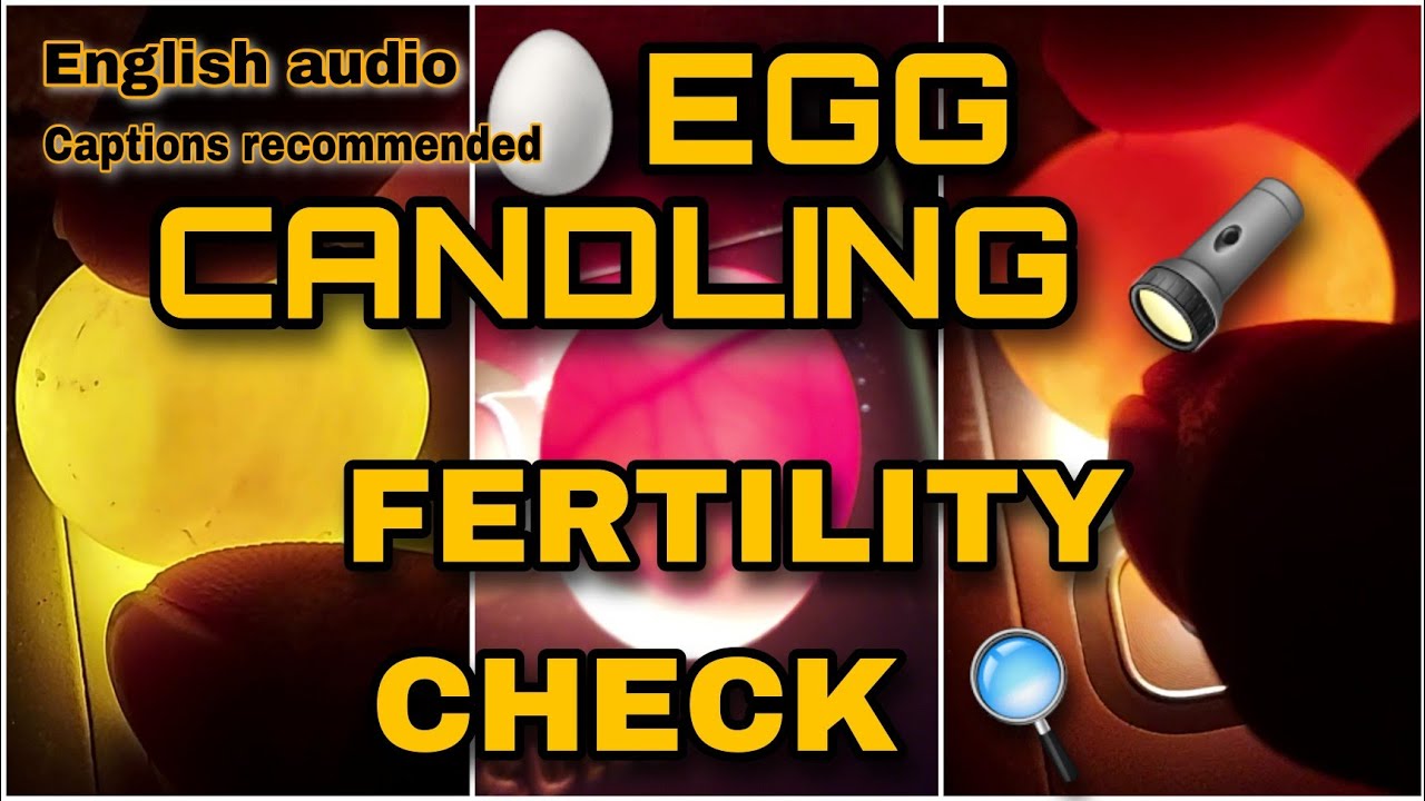 Candling eggs that are 5 days old or more || Check if bird egg is fertile infertile or dead in shell
