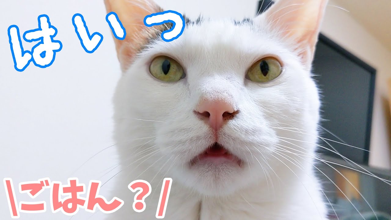 ごはんのときだけママと会話出来るお喋り猫チロさん