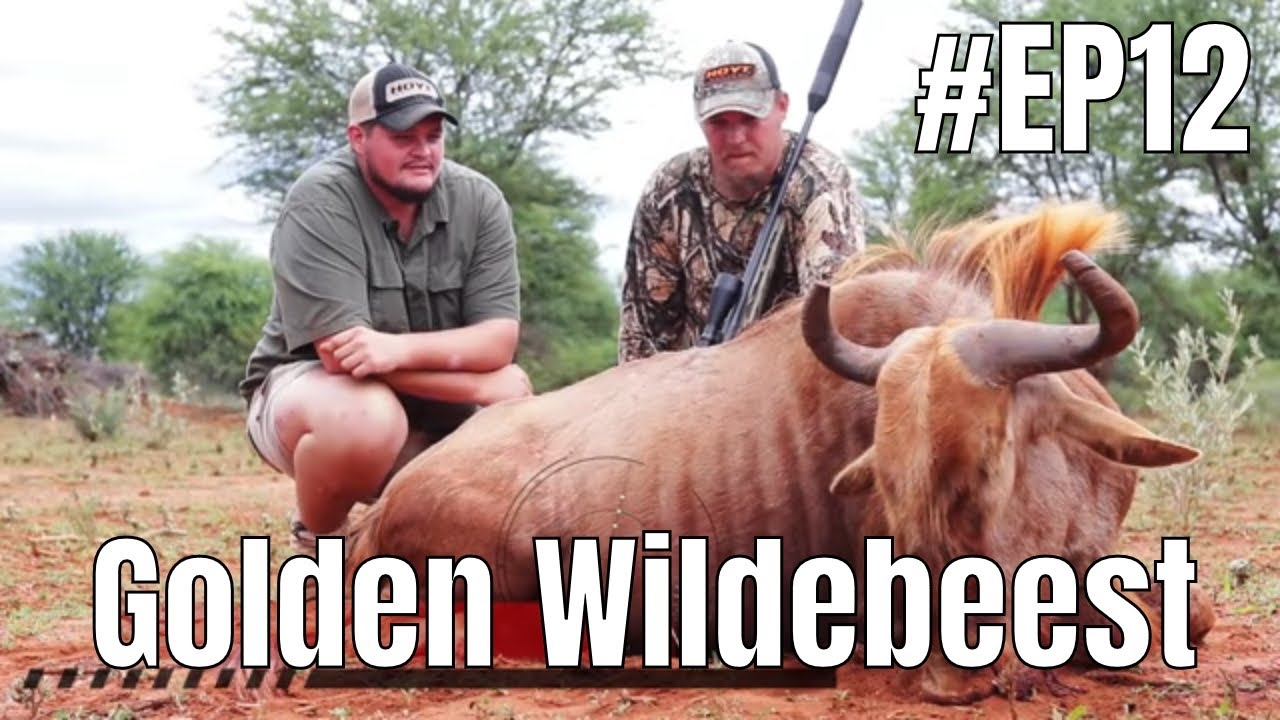 HunTech Ep12 - Golden Wildebeest hunt and plains game in South Africa with Sekgweng Hunting Safaris
