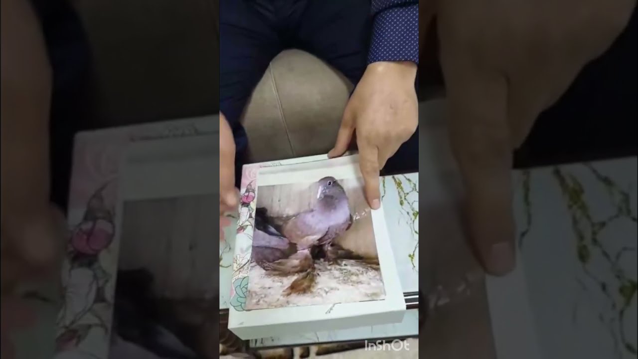 يحيى سامي نجار شرح مفصل حول الطير البغدادي وصور من الماضي لطير البغدادي