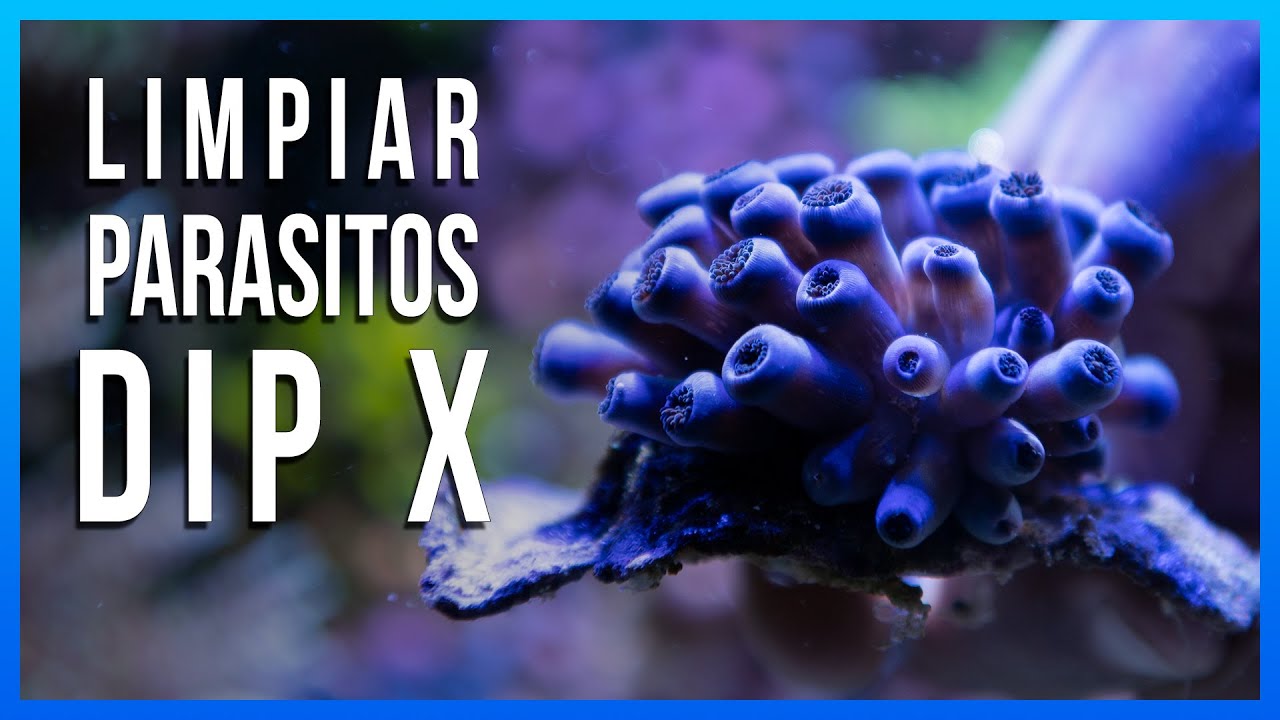 DIP X de RedSea - A PRUEBA!