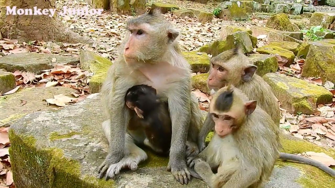 Vienna still asking for milk even Violet mom is busy nursing Vero brother, Vienna seems jealous Vero