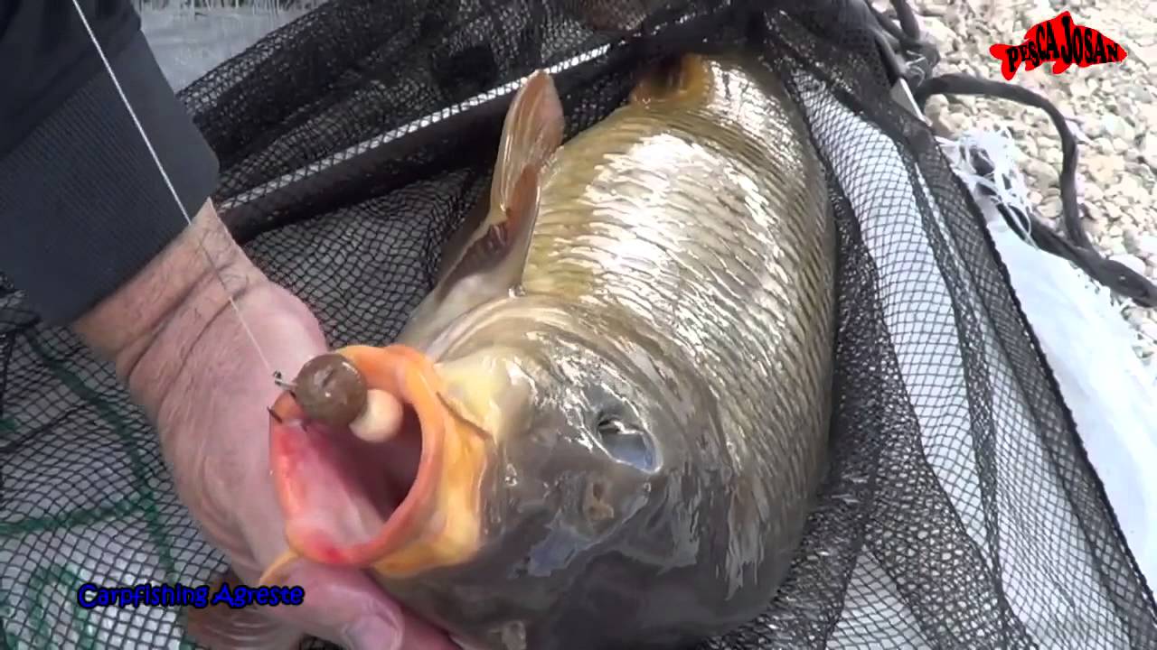 Pescar Carpas "Gordas" con pocos medios. Carpfishing Agreste