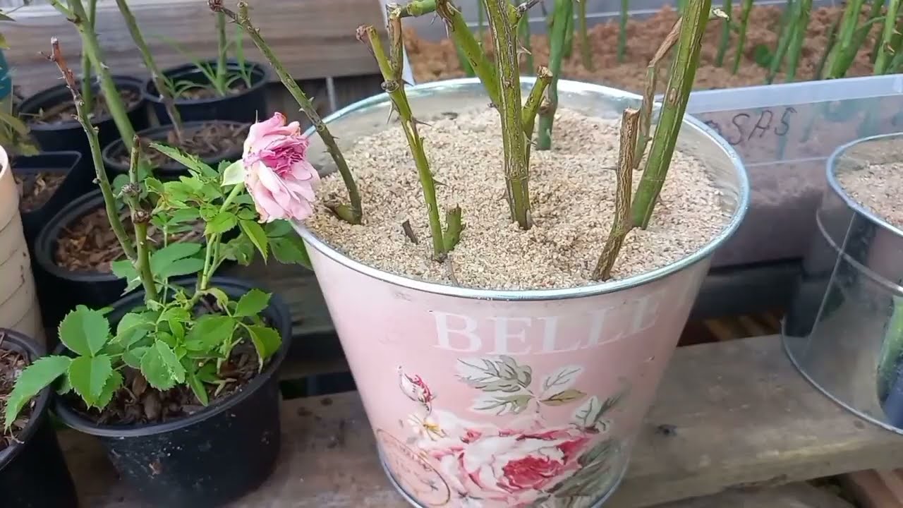 El Método más Efectivo para Reproducir Rosas