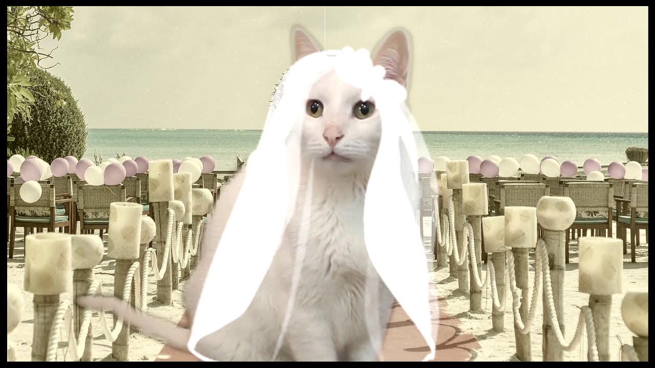 Best Wedding Song - By Cats