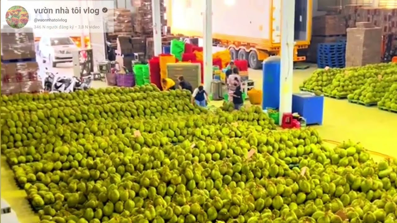 giá sầu riêng hôm nay ri6 tăng mạnh, thái cũng tạo đỉnh 