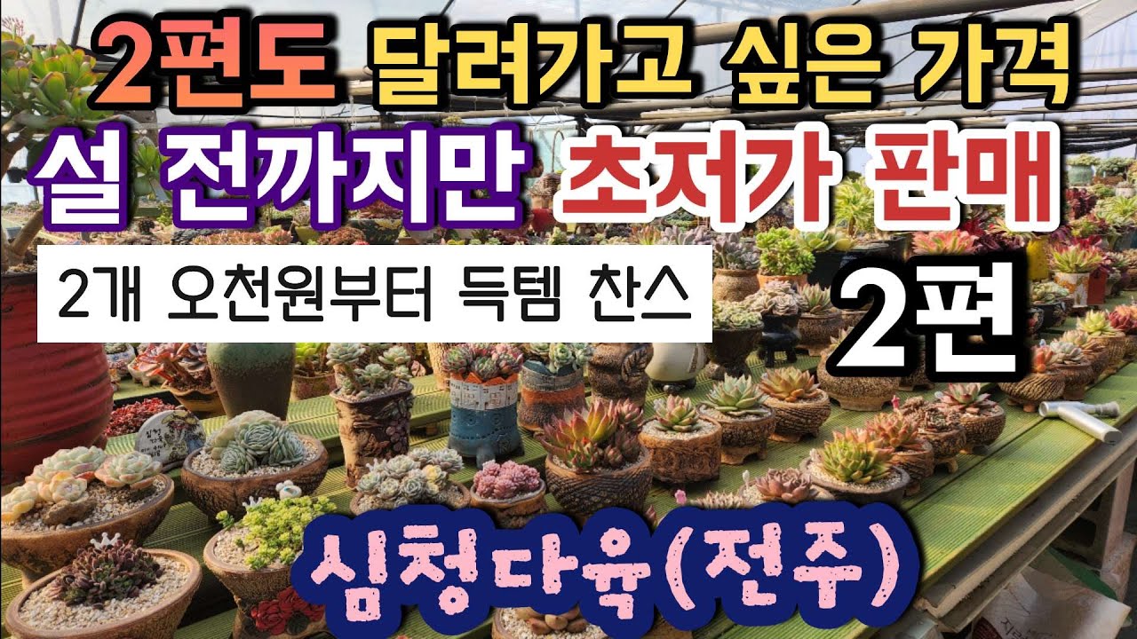 (2편) 설 전까지만 진행되는 최저가 한정 판매 ㅣ화분에 심겨진 대품 다육이가 1만원? ㅣ#심청다육 ㅣ#신쌤의다다육선(多肉植物, succulent, たにくしょくぶつ)