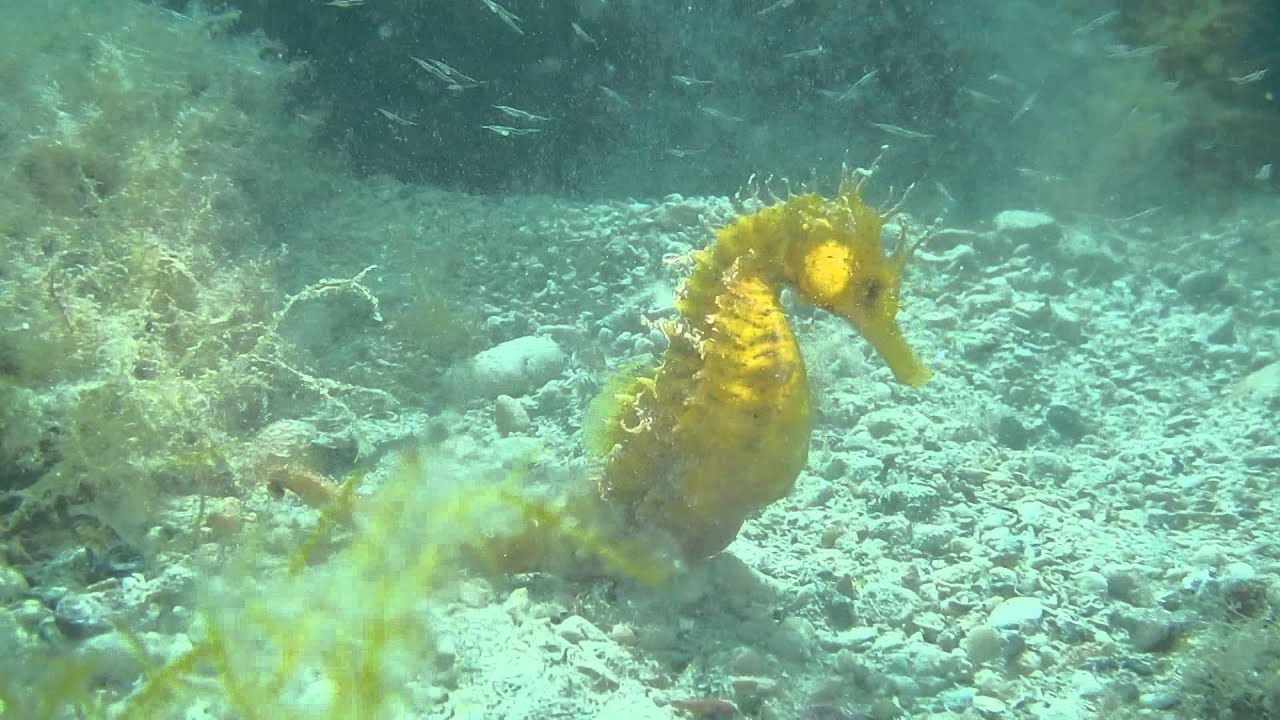 Cavalluccio marino - Seahorse