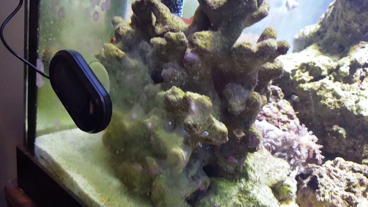 Salt water reef tank, Ich no more (Fallow)