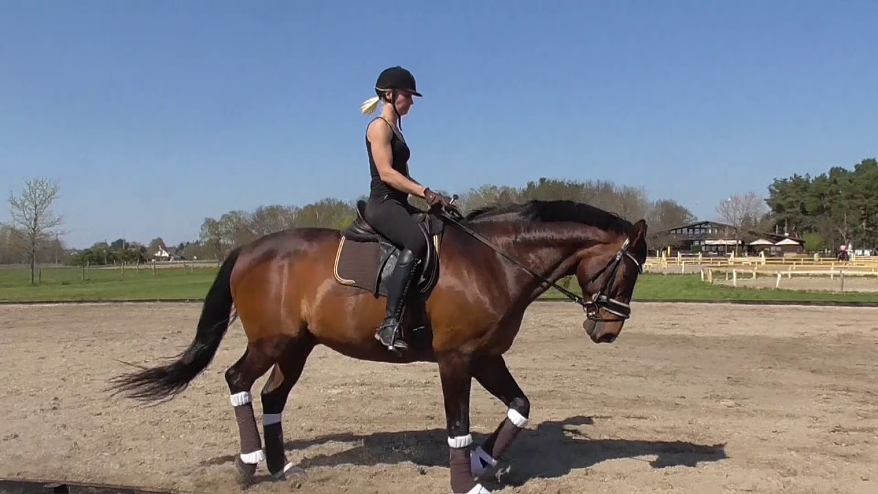 Dressurtraining mit Hokkaidon