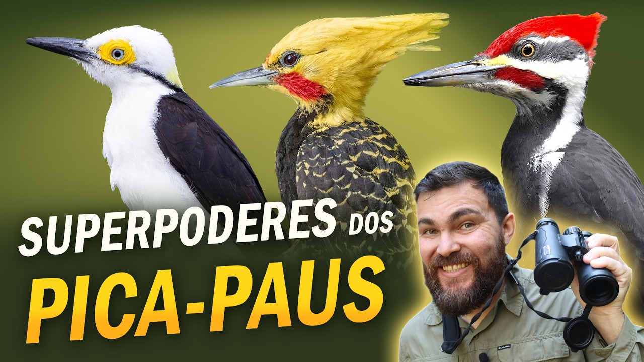 PICA-PAUS não têm dor de cabeça? #OrnitólogoResponde