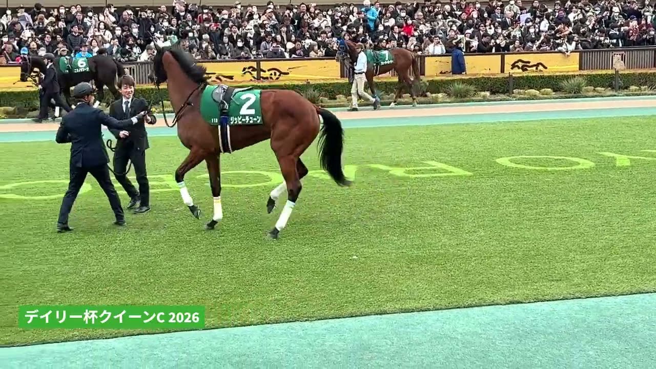 ひとりだけテンションぶち上ってるジッピーチューン | 2026年 デイリー杯クイーンカップ | パドック  現地映像 | 東京競馬場