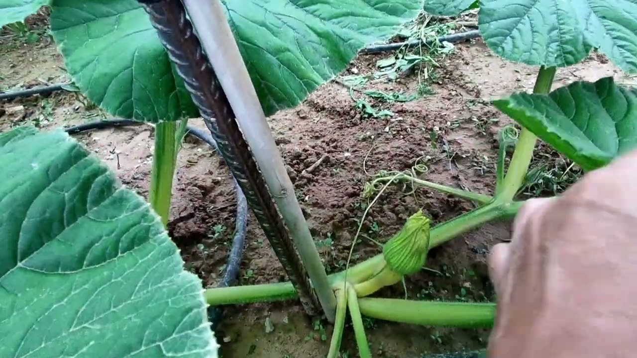 Evolución de calabaza Gigante Atlántica