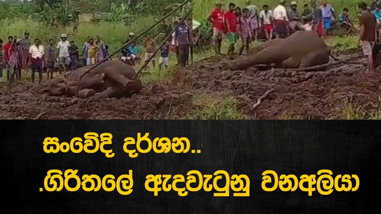 සංවෙිදි දර්ශන..ගිරිතලේ ඇදවැටුනු වනඅලියා