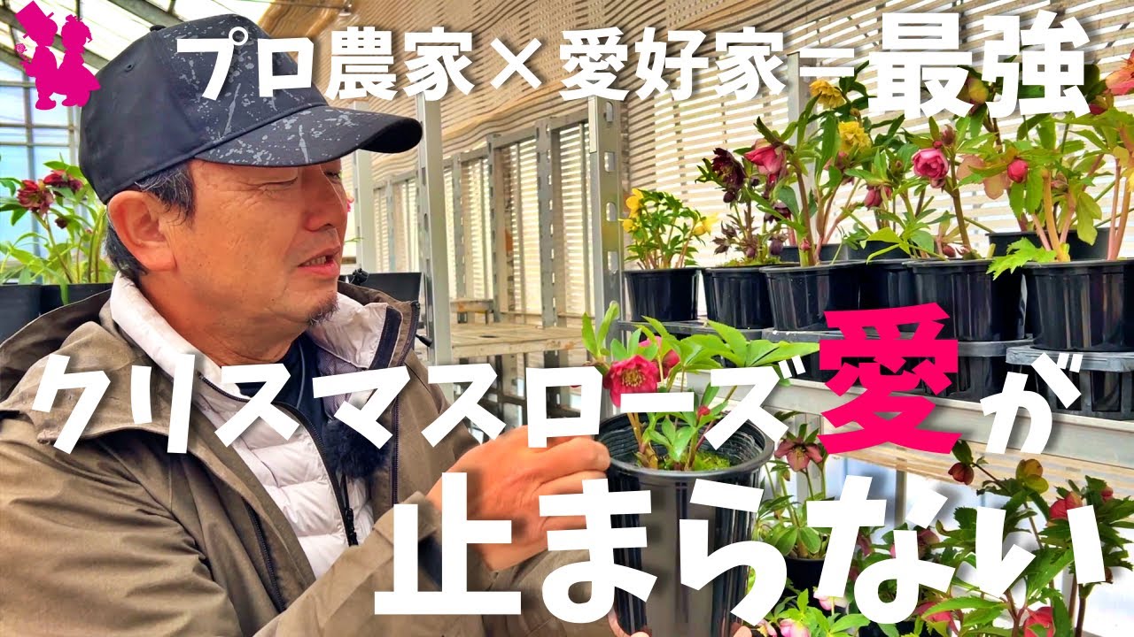 【冬の貴婦人】クリスマスローズの魅力と失敗しない方法をプロが教えます