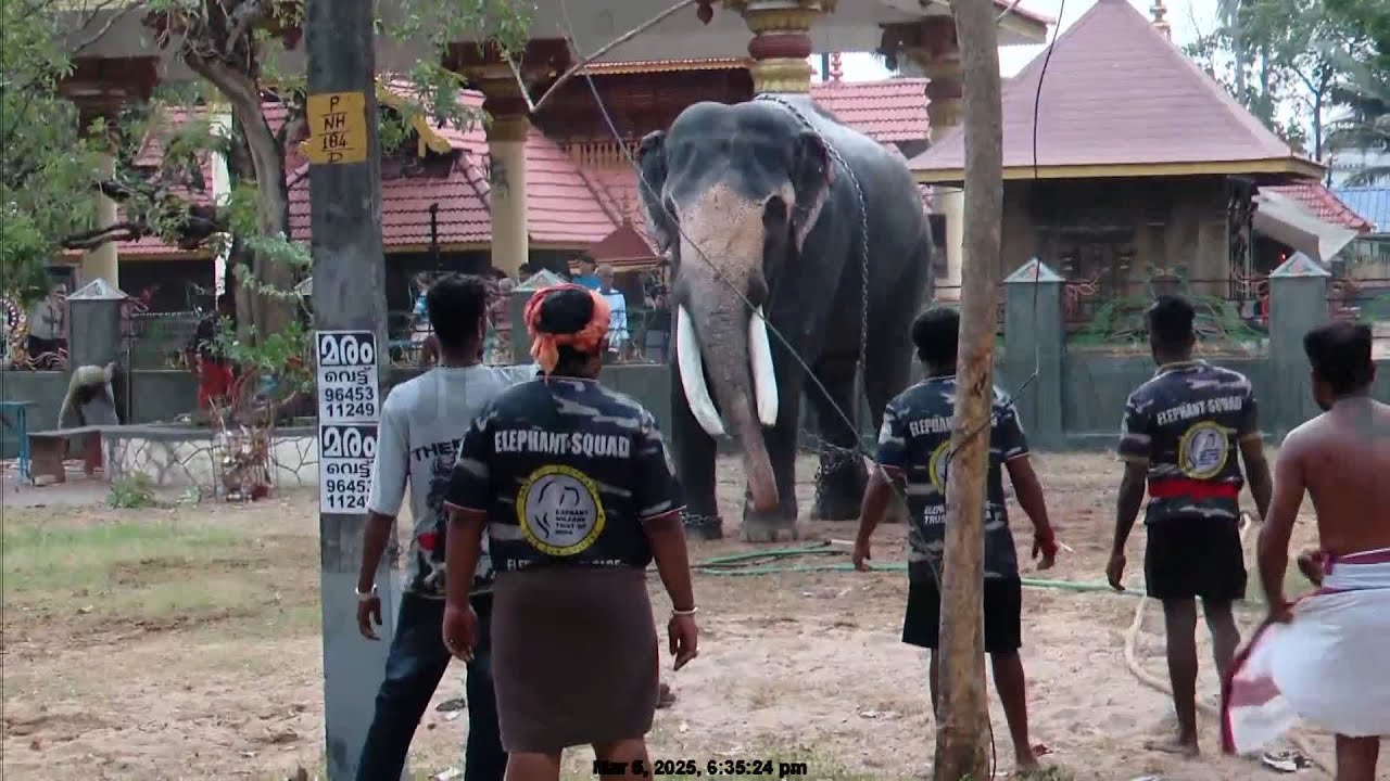കുളിപ്പിക്കുന്നതിനിടെ പാപ്പാൻ ആനയെ തല്ലിയെന്ന് നാട്ടുകാർ, ഇടക്കൊച്ചിയിൽ ഇടഞ്ഞ ആന അക്രമാസക്തൻ