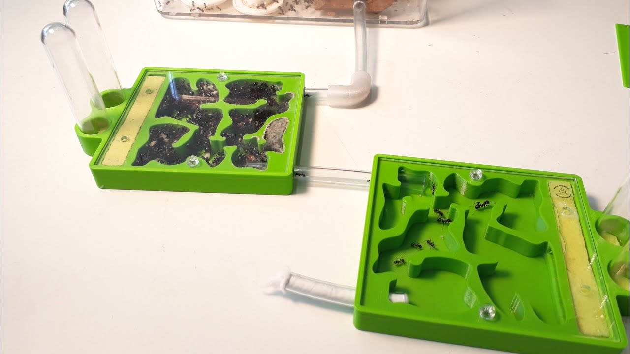 Nowe Gniazdo 3d dla mrówek Messor barbarus 😃