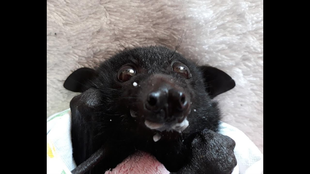 Baby Bat James Enjoying His Yogurt .