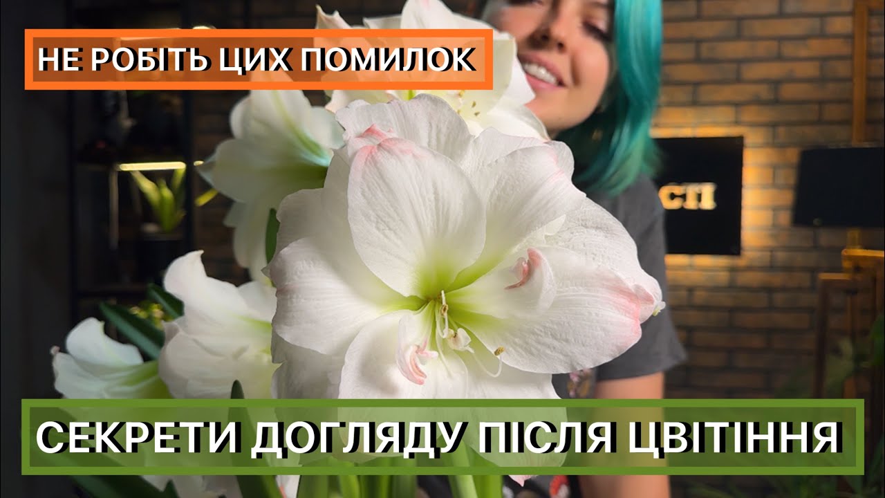 Як доглядати за гіпеаструмом та амарилісом після цвітіння, щоб вони квітувати щороку.