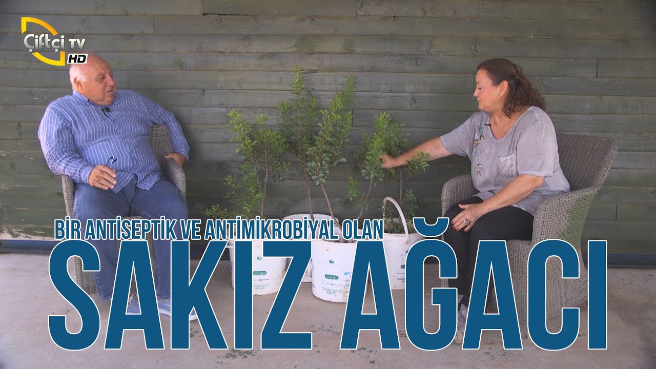 Sakız Ağacı - TARLADAN BAHÇEYE