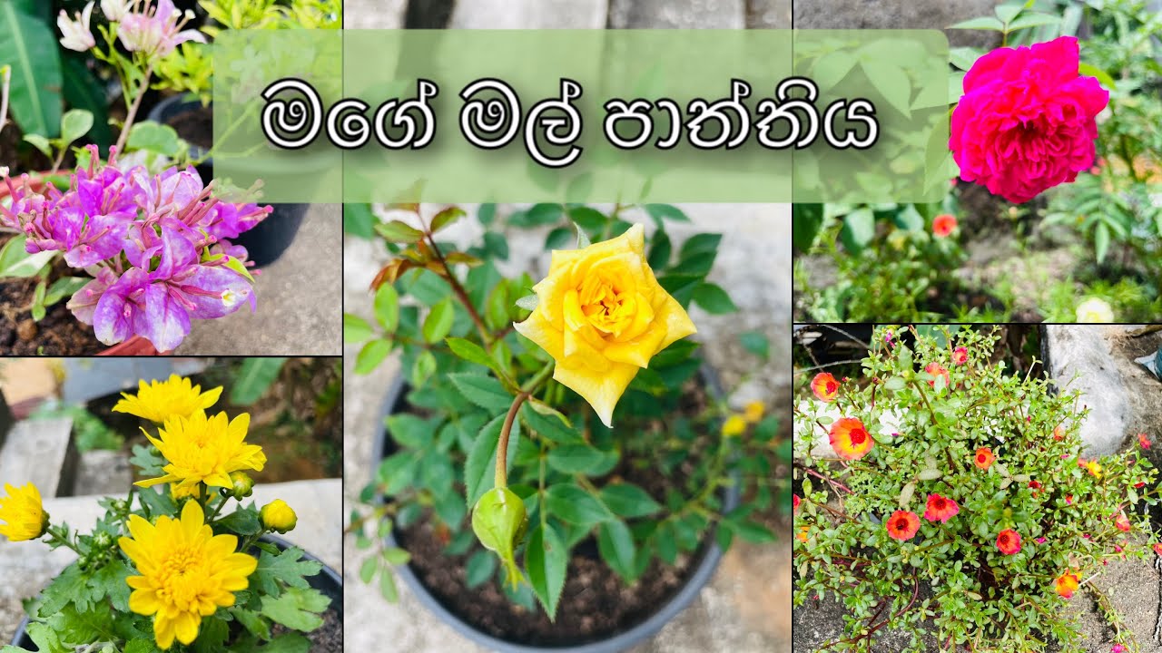 මගේ මල් පාත්තිය | මං හිටවගත්ත මල් ❤️‍🩹🌸🌿 (Video 03)