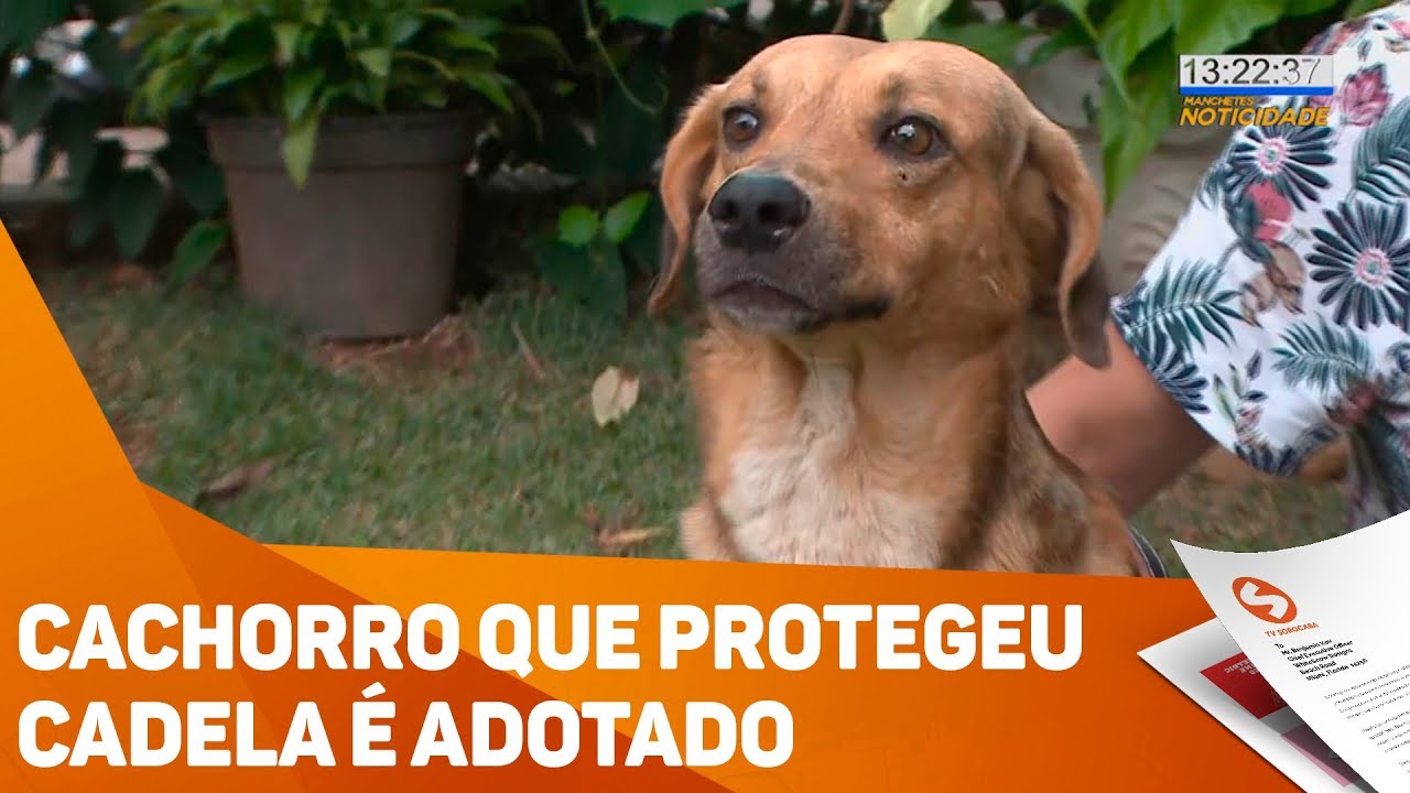 Cachorro que protegeu cadela é adotado - TV SOROCABA/SBT