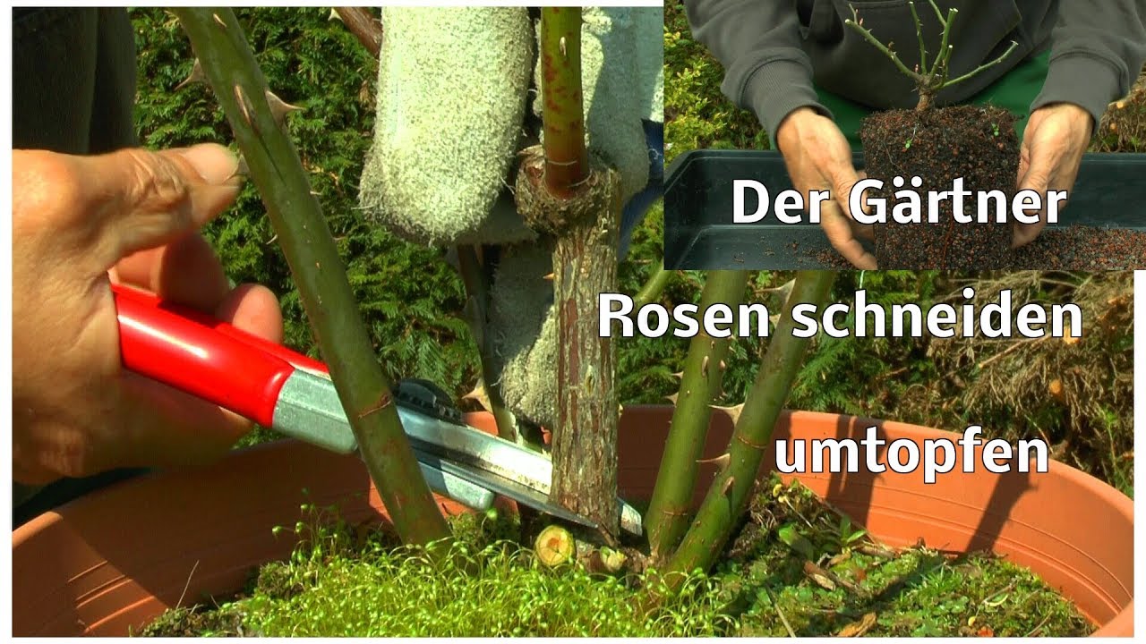 Rosen Schneiden mit dem Gärtner Beet und Edelrosen Bodendeckende Rosen auch Umtopfen und mehr