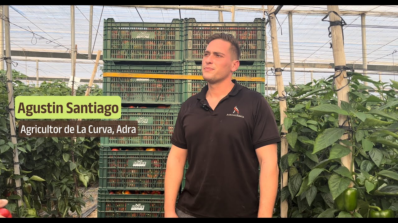 🫑🧑🏻‍🌾 Opinión sobre Corozal, el pimiento california para temprano resistente a nemátodos y oídio.