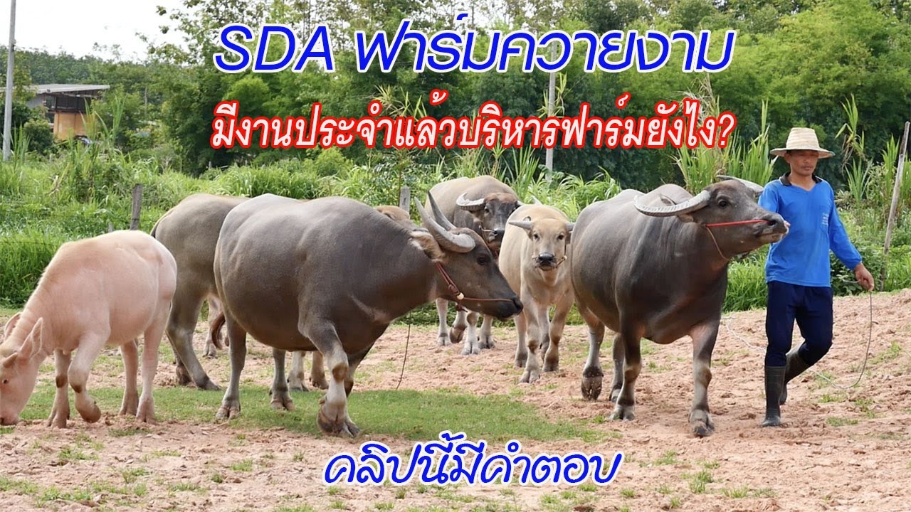 เลี้ยงควายเป็นอาชีพเสริม