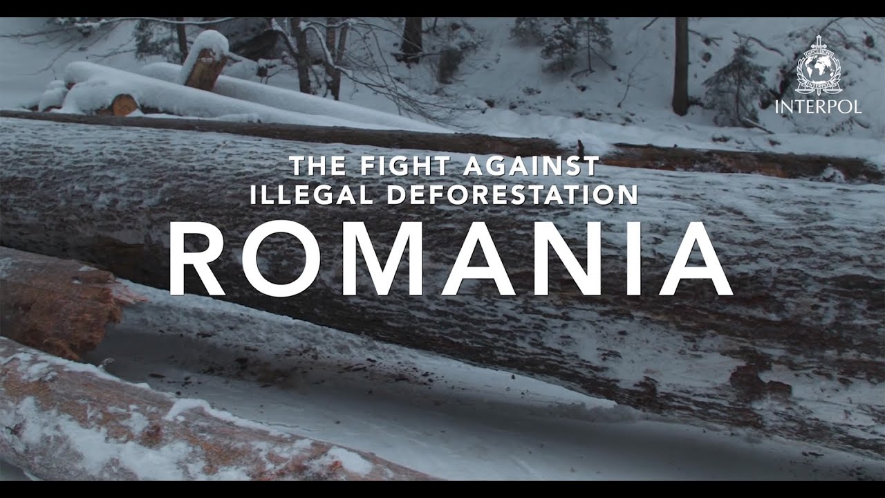 Protecting Romania's forests