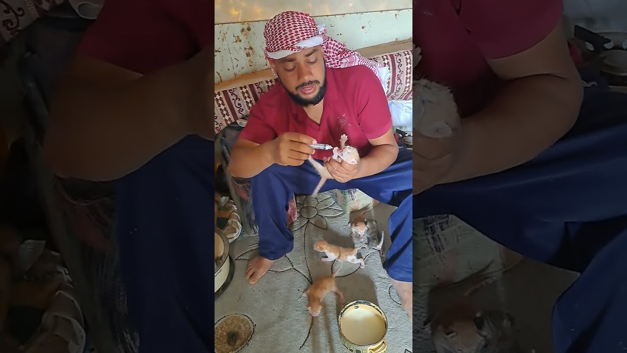 बिल्ली आई नहीं बच्चे भूखे है