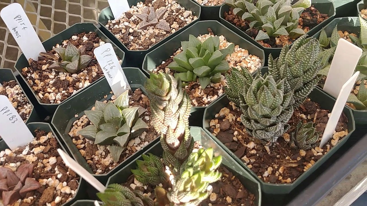 Growing Haworthia and Haworthiopsis succulents as easy care indoor houseplants